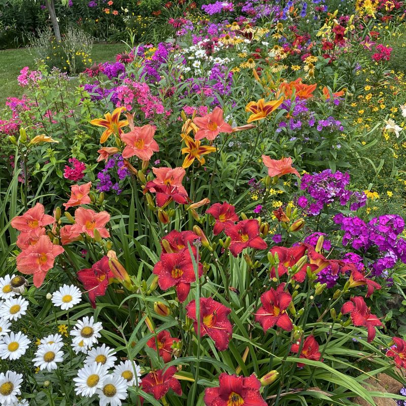 Landscaping Tips for a Beautiful Daylily Garden