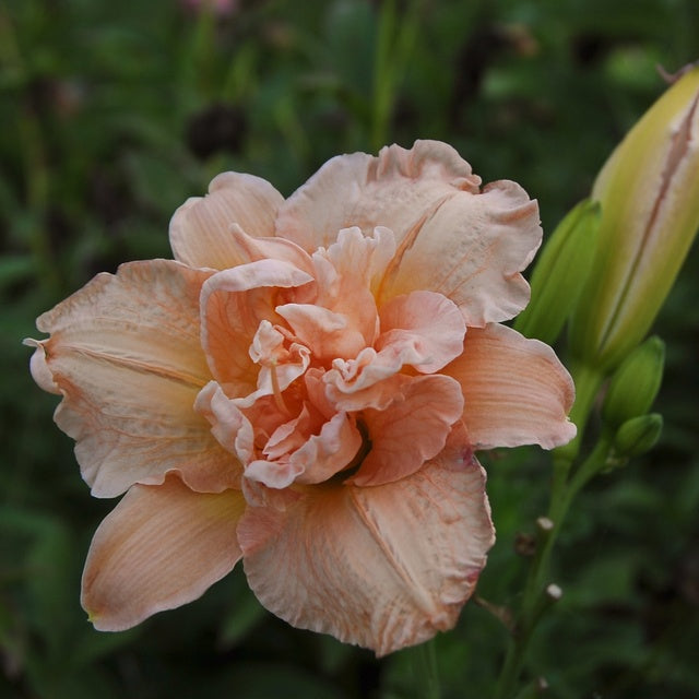 How to Grow Daylilies in Containers