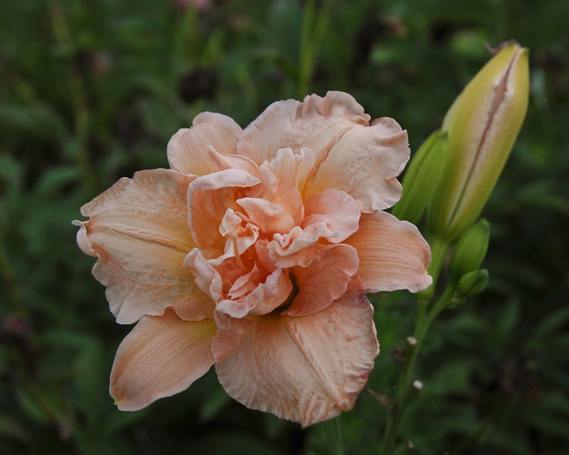 How to Grow Daylilies in Containers