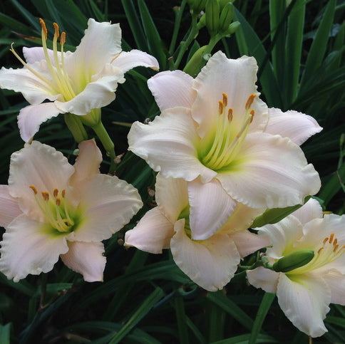 Daylilies and Fertilizer: An Easy, Effective Way to Boost Your Blooms