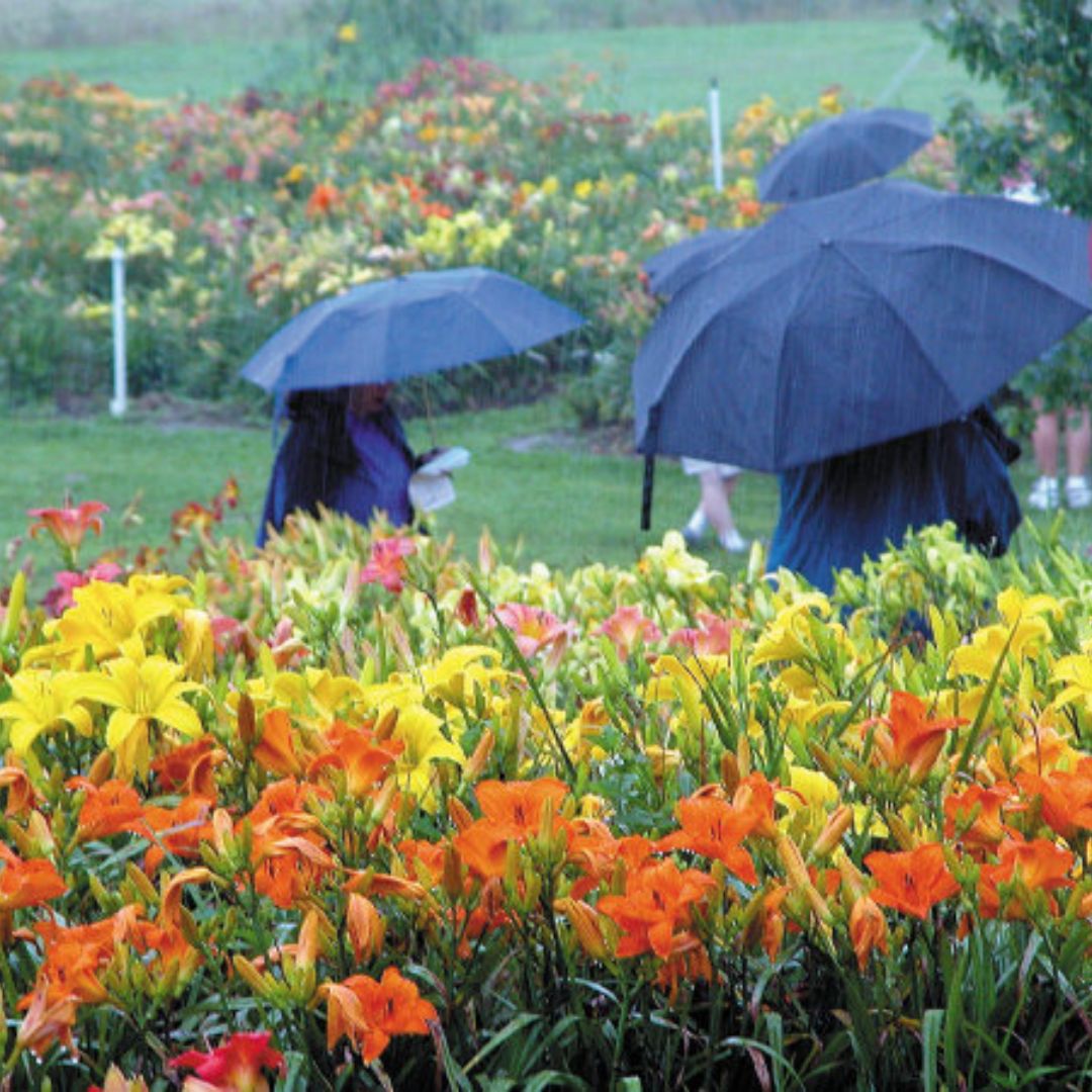 Water & Daylilies: How Much Do They Need?