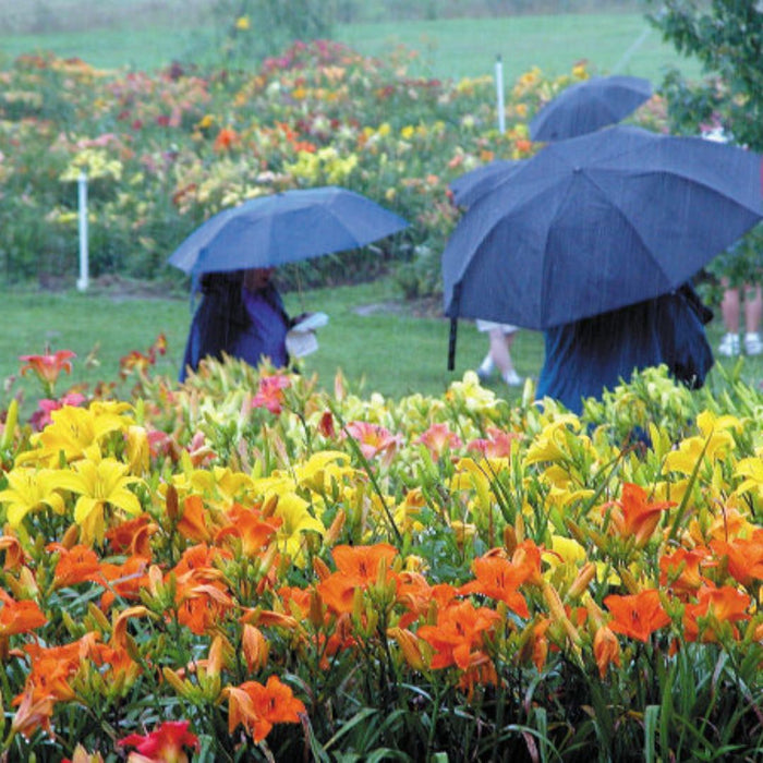 Water & Daylilies: How Much Do They Need?