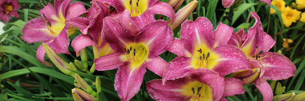 Lavender Deal daylilies from Oakes Daylilies