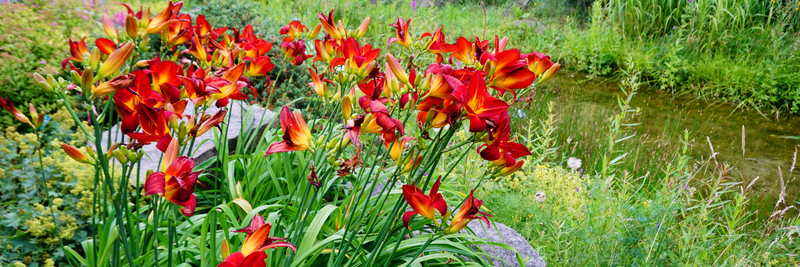 All American Daylilies from Oakes Daylilies