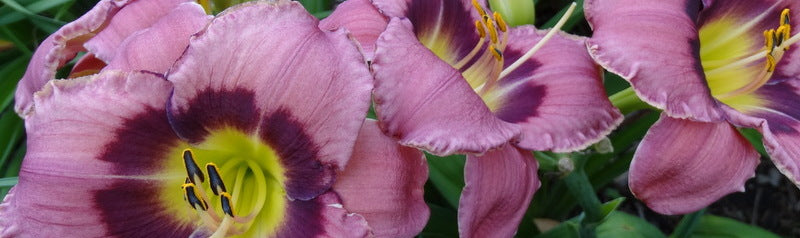 Purple Daylilies