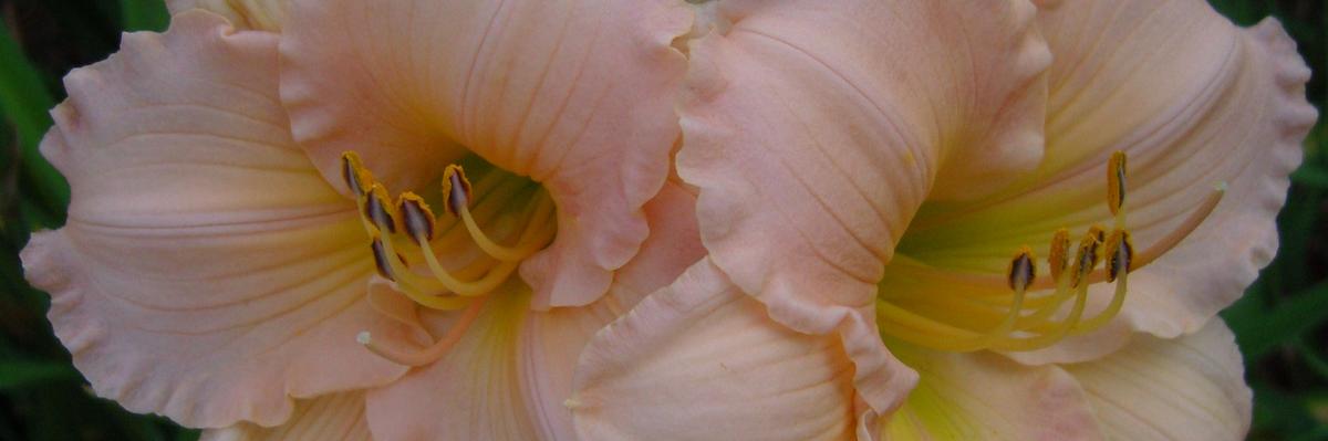 Fairy Tale Pink daylily from Oakes Daylilies
