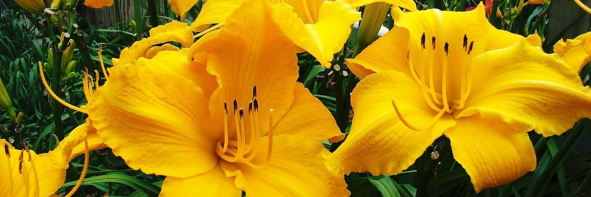 Mary's Gold Daylilies from Oakes Daylilies
