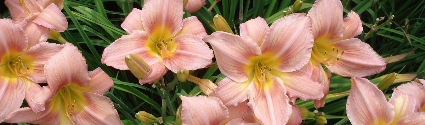 Corryton Pink Daylilies from Oakes Daylilies