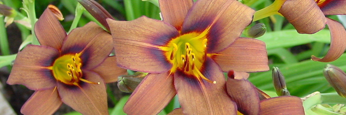Milk Chocolate daylily from Oakes Daylilies
