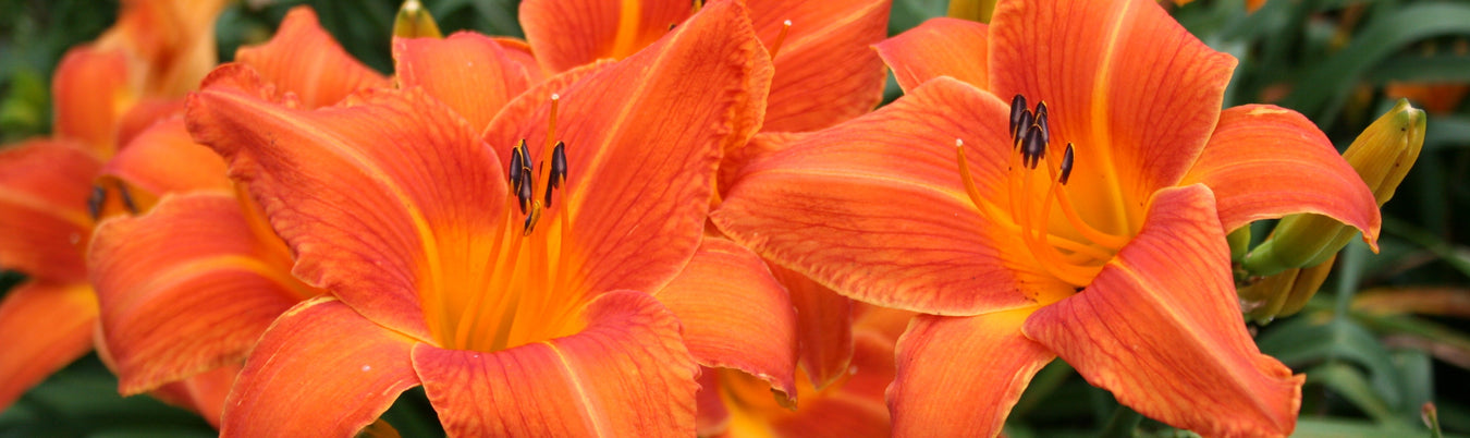 Orange Vols Daylily from Oakes Daylilies