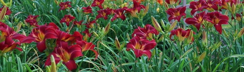 Field of Red Daylilies from Oakes Daylilies
