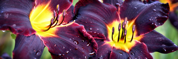 Jungle Beauty daylily from Oakes Daylilies