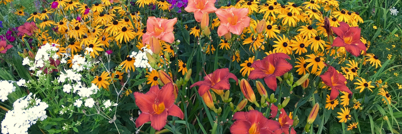 Reblooming Daylilies