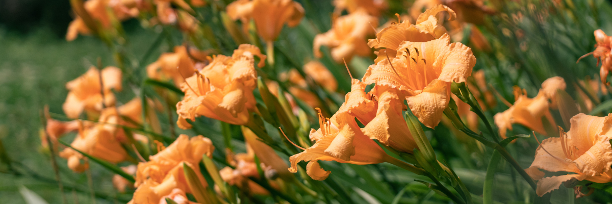 Apricot Daylilies