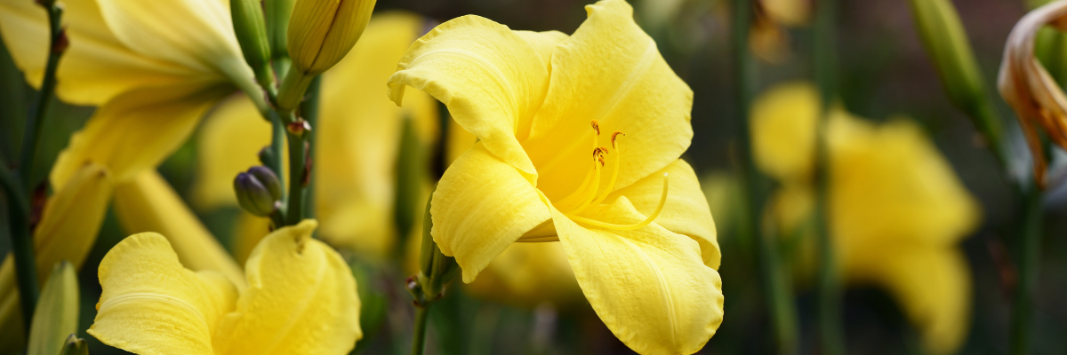 Yellow Daylilies