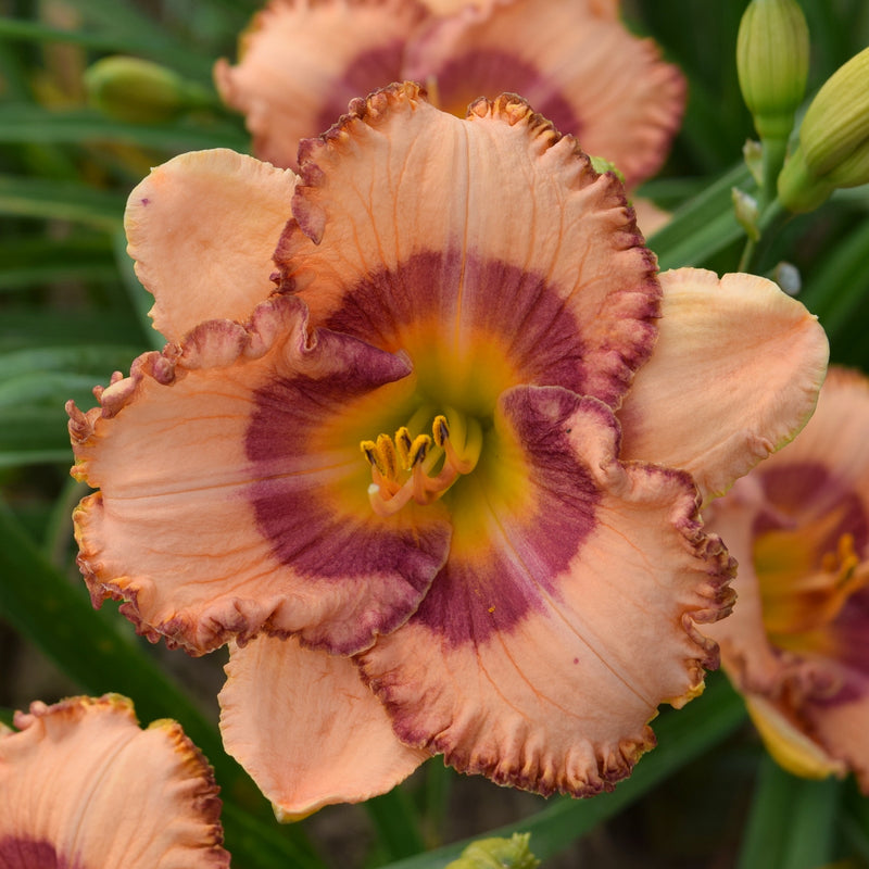 A Bauble for Bilbo Daylily from Oakes Daylilies