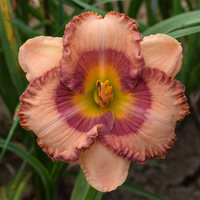 A Bauble for Bilbo Daylily from Oakes Daylilies