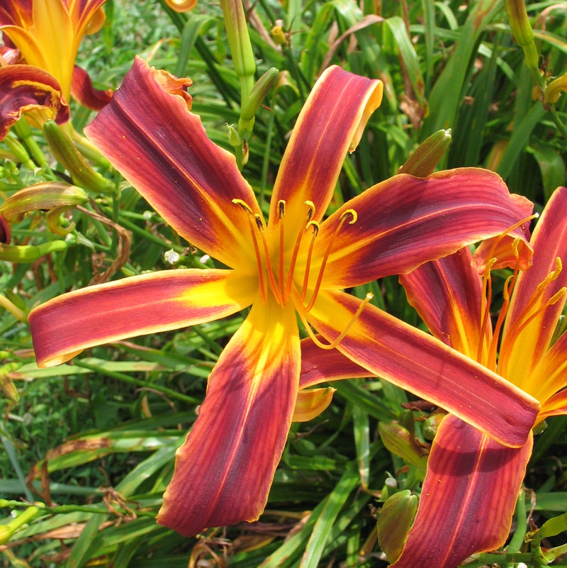 Aabachee Daylily from Oakes Daylilies