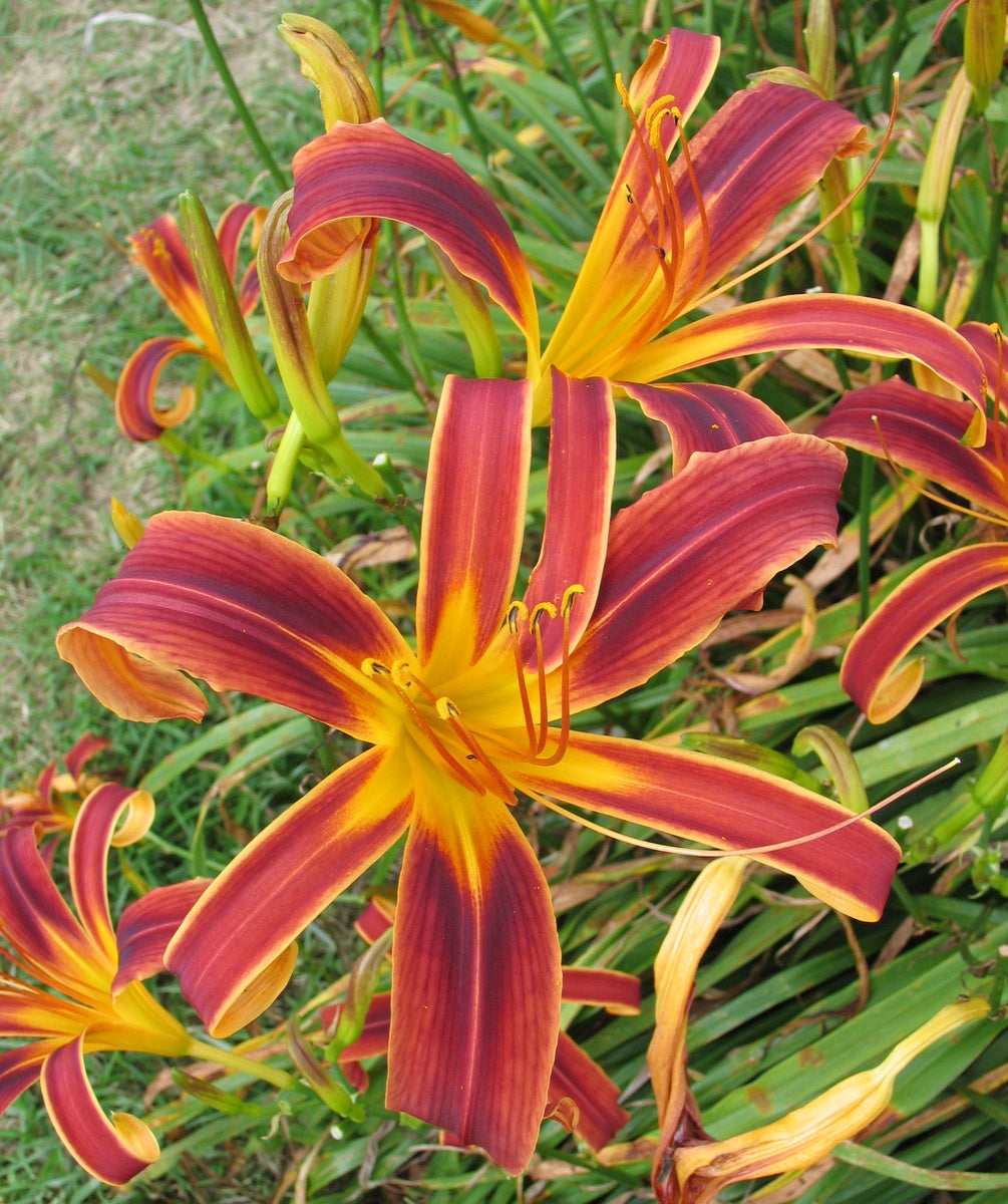 Oakes Daylilies Aabachee Daylily - Thumbnail 2