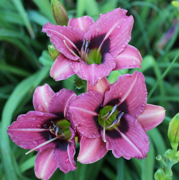 Addie Branch Smith Daylily | Small & Stunning | Oakes Daylilies