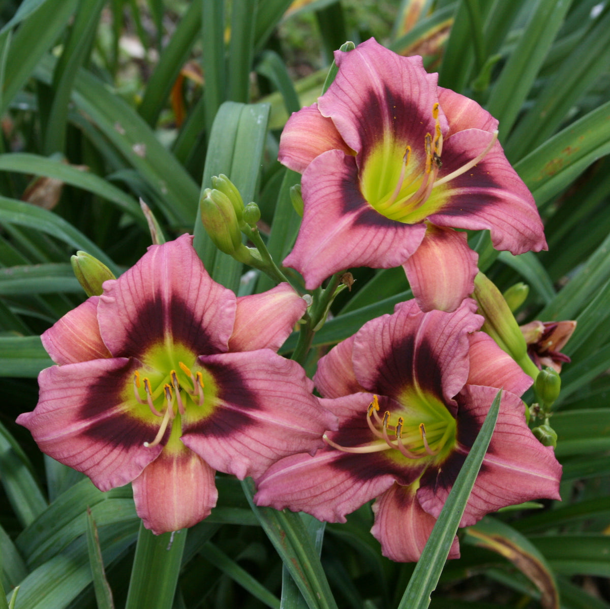 Addie Branch Smith Daylily | Small & Stunning | Oakes Daylilies