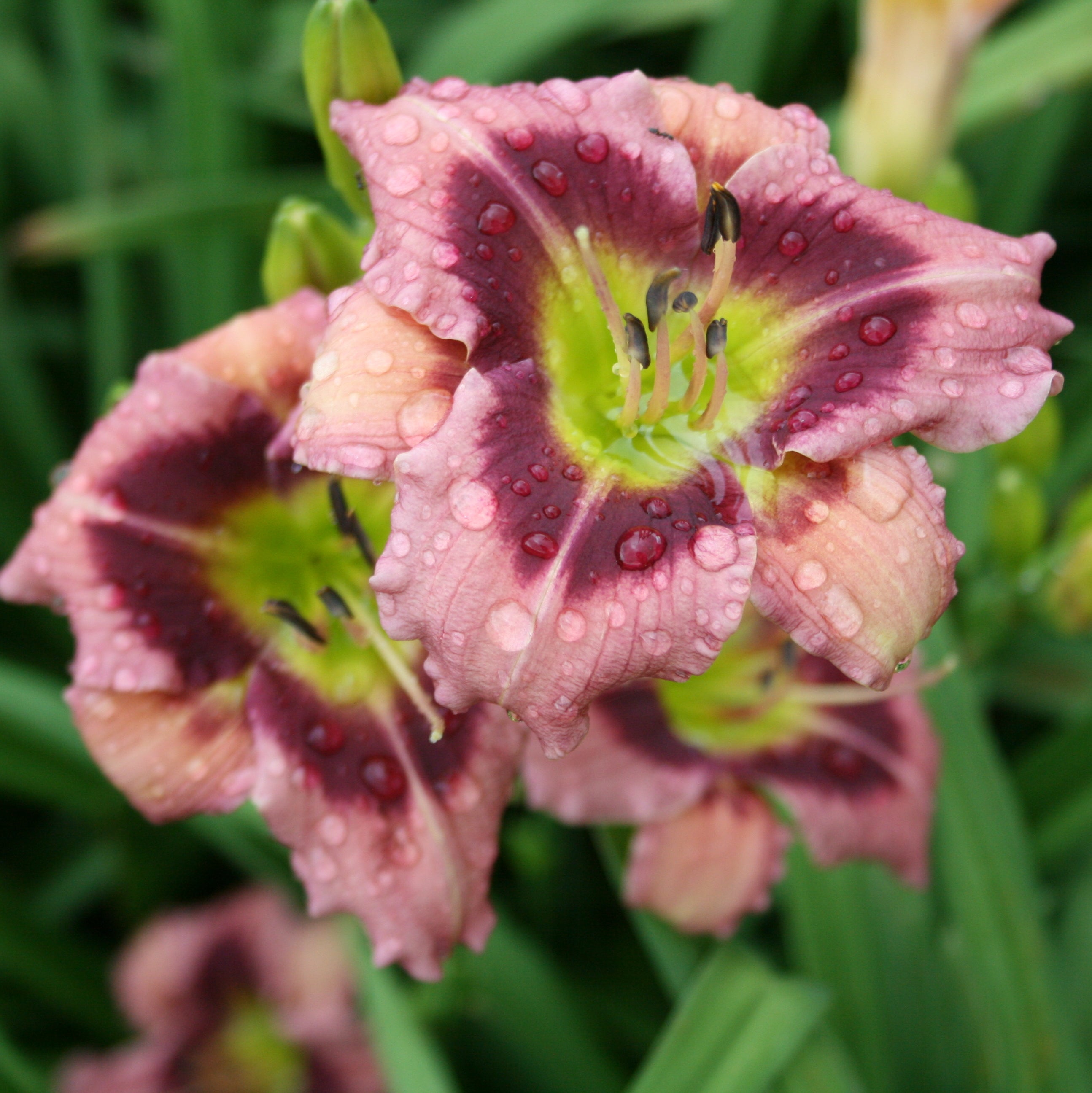 Addie Branch Smith Daylily | Small & Stunning | Oakes Daylilies