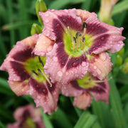 Addie Branch Smith Daylily from Oakes Daylilies