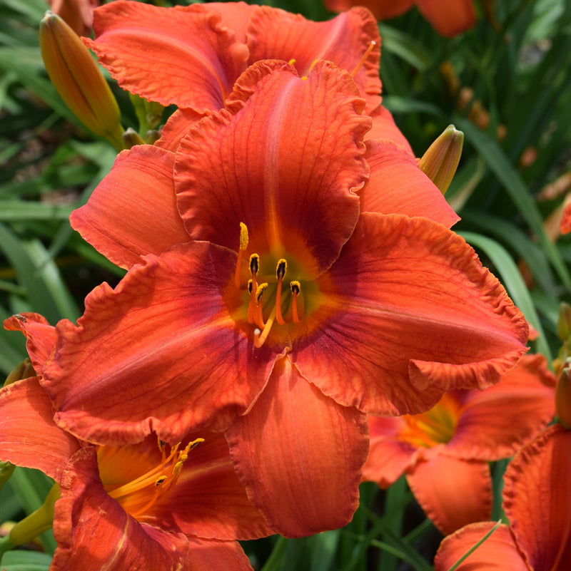 Alabama Jubilee Daylily