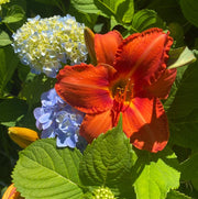 Alabama Jubilee Daylily from Oakes Daylilies