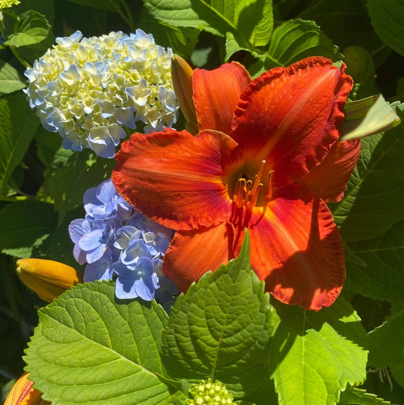Alabama Jubilee Daylily from Oakes Daylilies