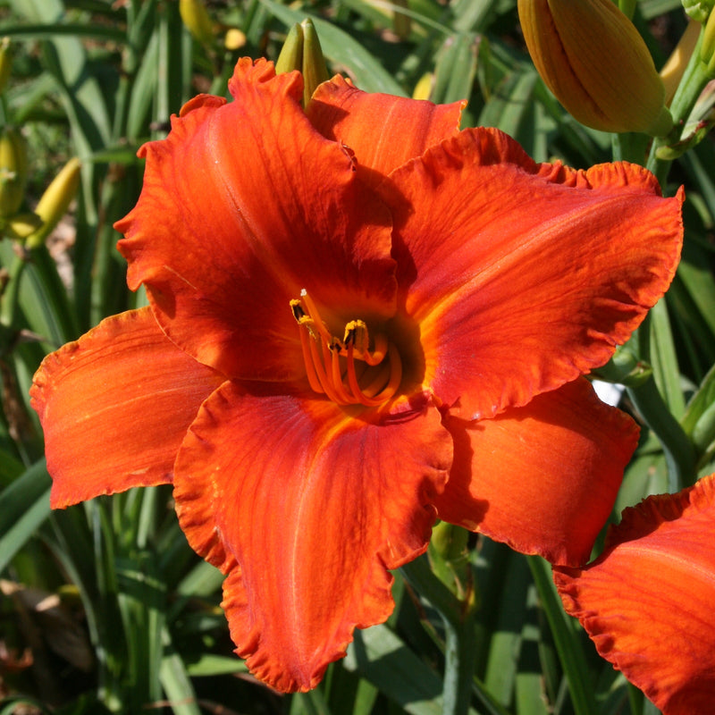 Alabama Jubilee Daylily