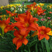 Alabama Jubilee Daylily from Oakes Daylilies
