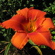 Alabama Jubilee Daylily from Oakes Daylilies