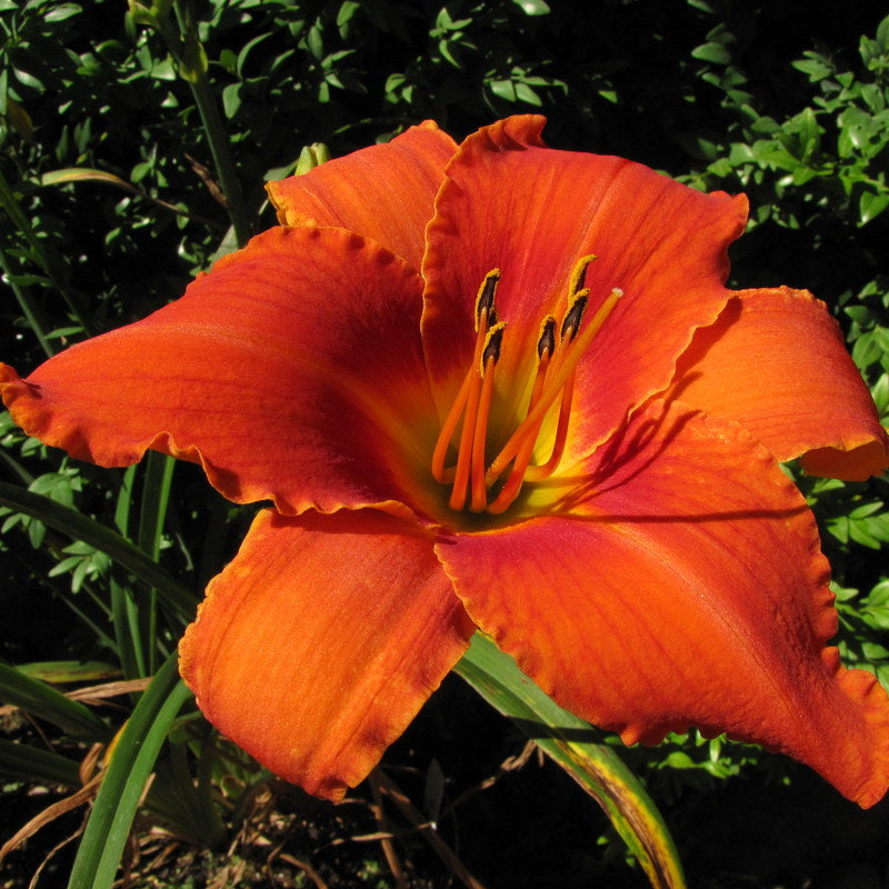Alabama Jubilee Daylily from Oakes Daylilies