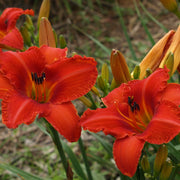 Alabama Jubilee Daylily from Oakes Daylilies