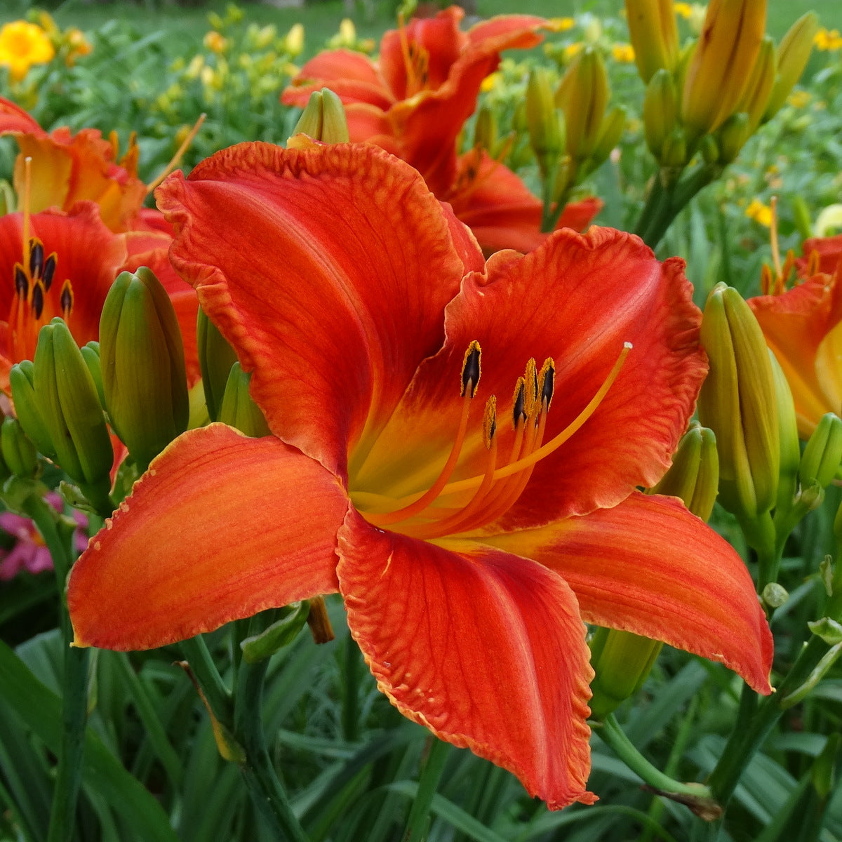 Oakes Daylilies Alabama Jubilee Daylily - Thumbnail 2
