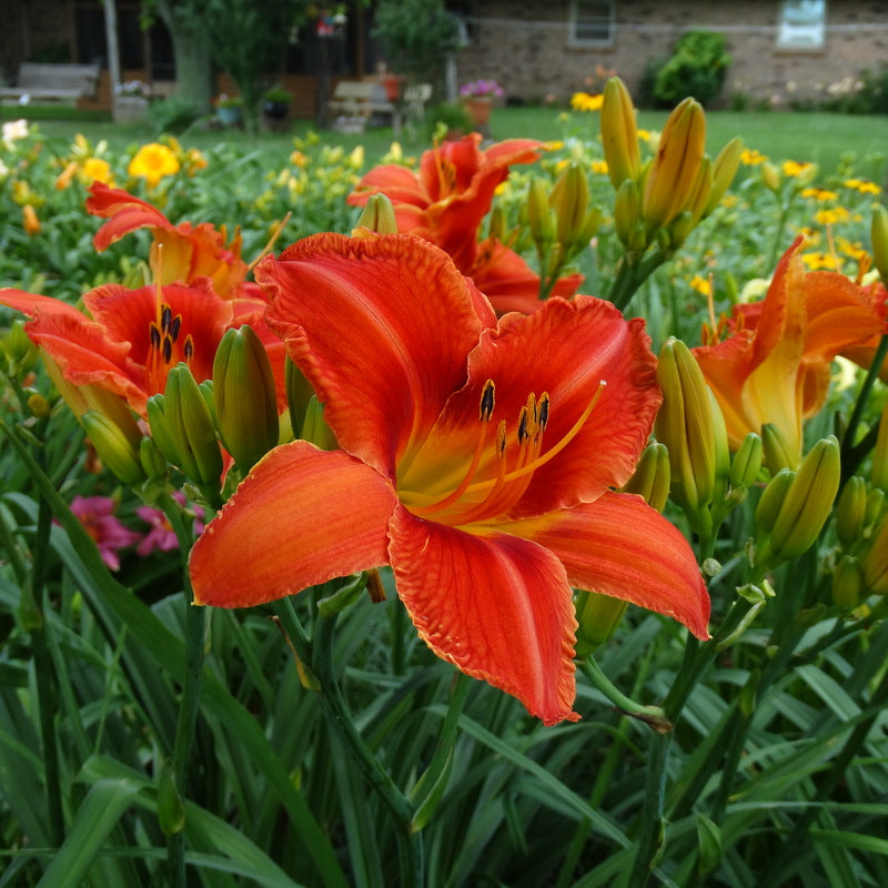 Alabama Jubilee Daylily from Oakes Daylilies