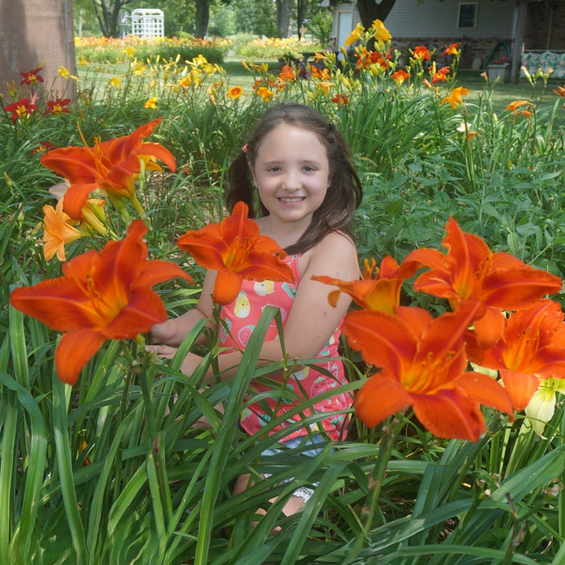 Alabama Jubilee Daylily