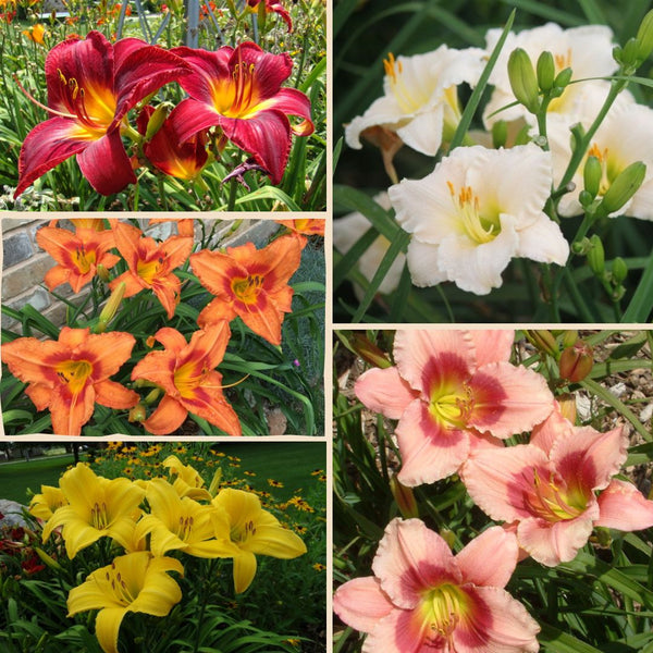 All-American Daylily Collection from Oakes Daylilies