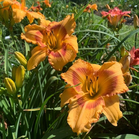 All Fired Up Daylily |Electric Color-Combo |Oakes Daylilies