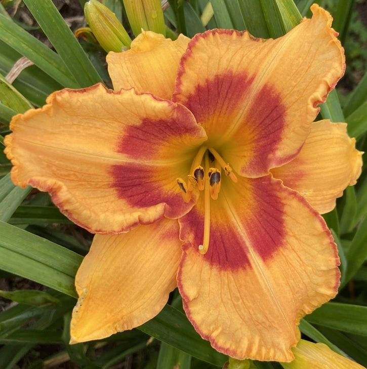 All Fired Up Daylily |Electric Color-Combo |Oakes Daylilies