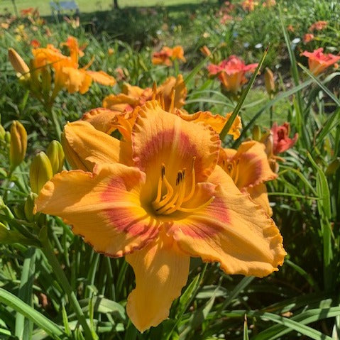 All Fired Up Daylily from Oakes Daylilies