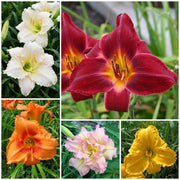 All American Daylily Collection from Oakes Daylilies
