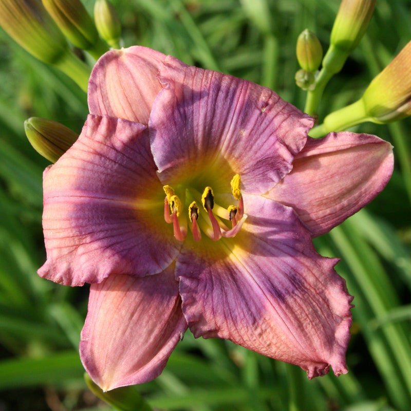 Alpine Mist Daylily from Oakes Daylilies
