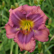 Alpine Mist Daylily from Oakes Daylilies