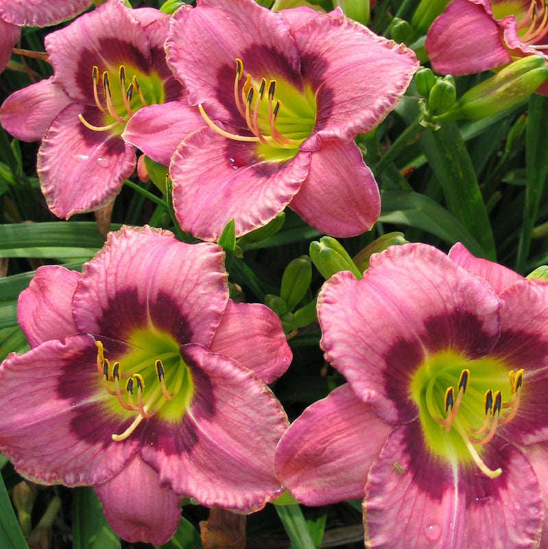 Always Afternoon Daylily from Oakes Daylilies