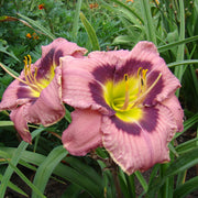 Always Afternoon Daylily from Oakes Daylilies