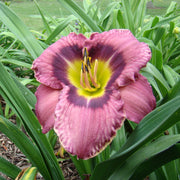 Always Afternoon Daylily from Oakes Daylilies