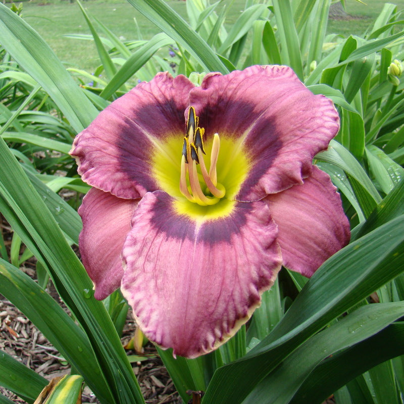 Always Afternoon Daylily from Oakes Daylilies