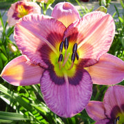 Always Afternoon Daylily from Oakes Daylilies
